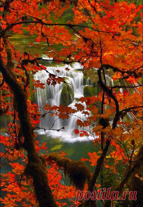 Ned in Oita, Japan — coiour-my-world: Fall Maple and Lower Lewis...
