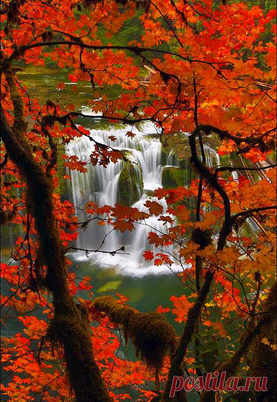 Ned in Oita, Japan — coiour-my-world: Fall Maple and Lower Lewis...