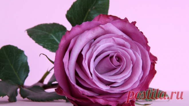 Nature___Flowers_Beautiful_purple_rose_on_the_table_055873_26.jpg (1280×720)