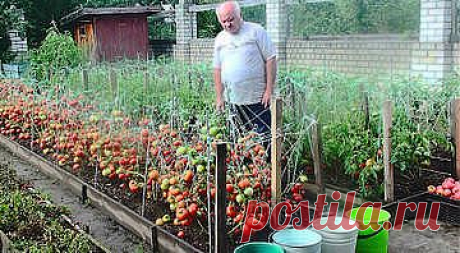 Технология, агротехника выращивания томатов и перцев Владимира Ивановича Телицына из Нижнего Новгорода. Сорта. СУПЕР!!!!.