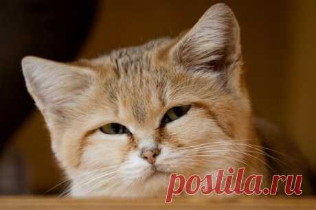 Барханный кот