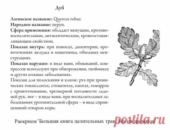 Дуб