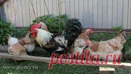Продажа Кур несушек, Цыплят, Петухов, Кроликов, Индюшек