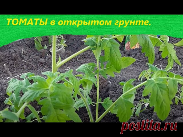 Томаты  Посадка томатов Как спасти помидоры Как выращивать томаты в открытом грунте Приветствую Вас!! Как выращивать томаты в открытом грунте - рассаду надо правильно высадить, помочь ей укорениться и  защитить от солнца и заморозков на первом этапе.(Просьба просматривать на Ютубе, это поможет автору, там и другие советы по выращиванию томатов, огурцов))В лунку...