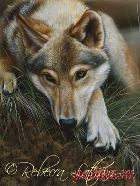 «Задумчивый – Timberwolf» (Прогресс…) | Картины дикой природы и природы Ребекки Лэтэм