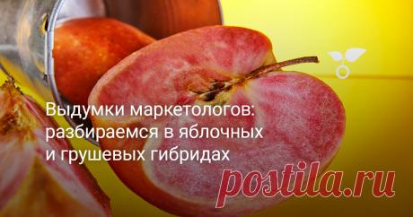 Выдумки маркетологов: разбираемся в яблочных и грушевых гибридах Чего только нам не предлагают продавцы! Гибриды яблони с томатом, вишни с черешней, огурца с лимоном. Так сразу и не разберёшься, где тут правда, а где буйная фантазия продавцов. В статье попробуем разобраться хотя бы отчасти, какие плодовые гибриды в природе существуют, а какие обитают только в информационном пространстве. Пока речь пойдёт только о яблонях и грушах, всё сразу охватить не получится.