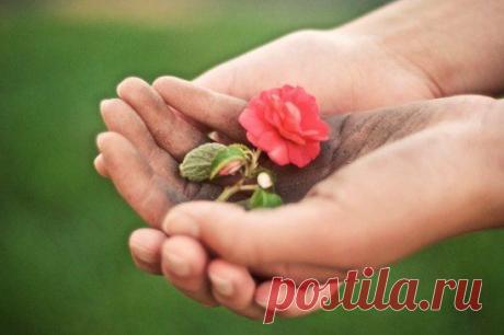 Не меняется мир со временем,
Глупость,тут же плодится глупостью.
Но надеемся мы тем не менее,
Что не будем заразными скупость.
Что родятся сердца вдруг смелые,
И объятья найдут объятия,
Зависть чёрная станет - белою!
И изменятся восприятия...
Зашумят вдруг дожди вселенские,
Смоют с наших лиц лицемерие!
И руками мужскими и женскими,
Мы посадим цветы - доверия.