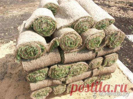 Укладка газона.: Группа Клумбы и цветники