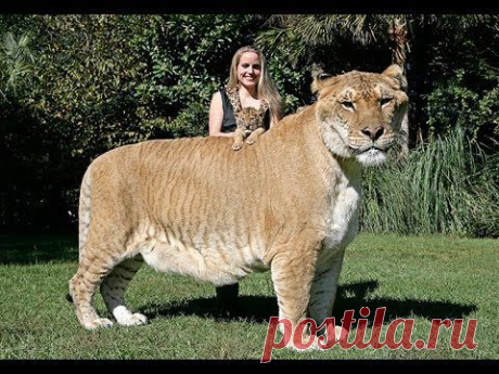 Самые смешные приколы с котами 2013 САМЫЕ СМЕШНЫЕ КОТЫ 1 HD