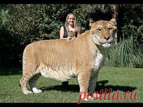 Самые смешные приколы с котами 2013 САМЫЕ СМЕШНЫЕ КОТЫ 1 HD