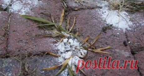 Всегда вырывала сорняки руками, пока соседка по даче не посоветовала это средство… Легко и надолго! — Мир Растений