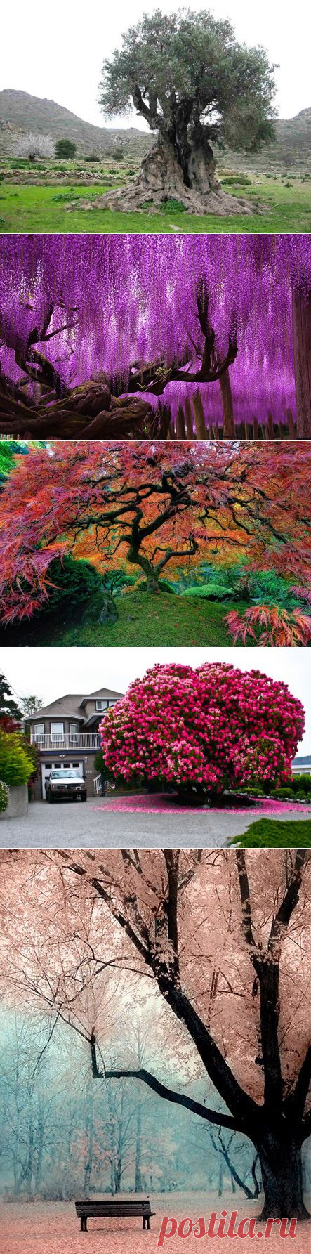amazing trees | Dusky's Wonders