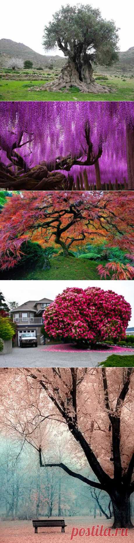 amazing trees | Dusky's Wonders