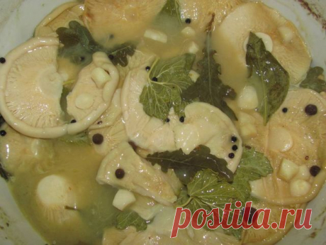 Как солить грузди в домашних условиях вкусно и быстро