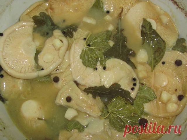 Как солить грузди в домашних условиях вкусно и быстро