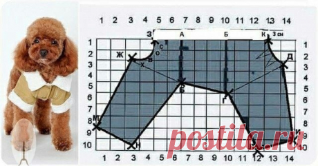 ​Комбинезон для собачки