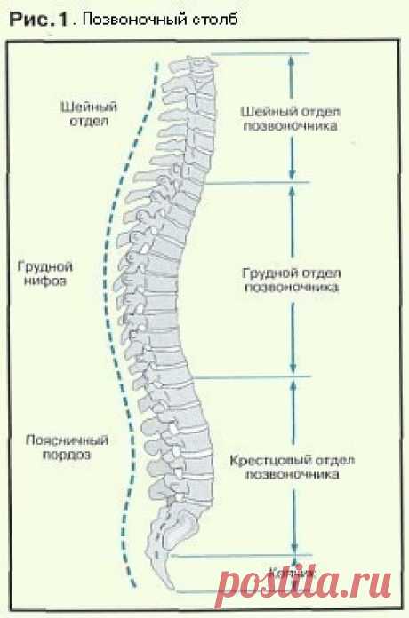 Упражнения для укрепления позвоночника