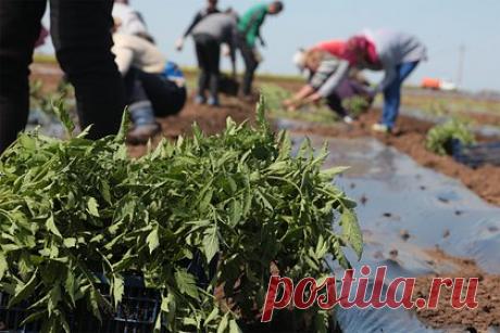 Проблему с нехваткой мигрантов в России захотели решить за счет студентов. В России необходимо вернуть обязательную практику на сельскохозяйственных работах для студентов, чтобы компенсировать отток мигрантов. Такое решение проблемы нехватки рабочей силы предложили в Картофельном союзе. Привлекать студентов на поля необходимо в период уборочной, до 15 октября, заявили в объединении.