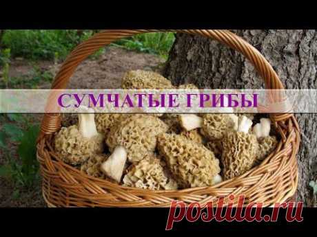 Сумчатые грибы. Общая характеристика (Сморчки, строчки, трюфели...) - YouTube