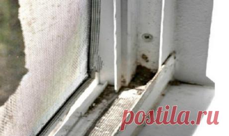 Научись быстро мыть окна с этим простым трюком! Всего пару движений, и чистота гарантирована… — Копилочка полезных советов