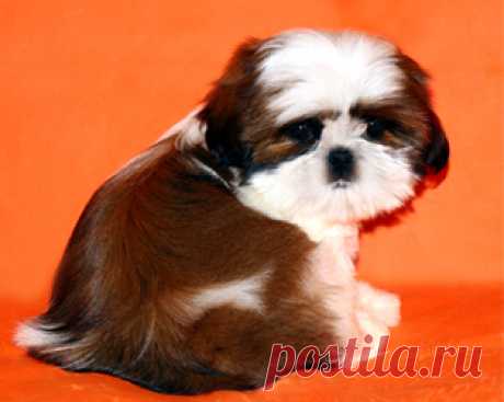 Помет О - HASHANAH HOT N SPICY + CHESVET LINE ZIPPY FUNNY GIRL