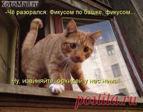 Орхидей нема