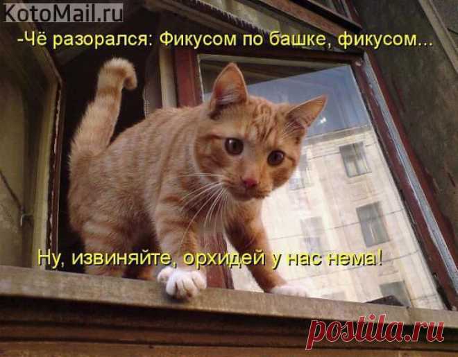 Орхидей нема