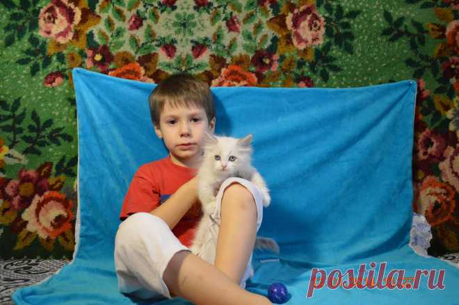 Васил дружит с мои сынишкой. Он веселый и игривый котенок. Очень красивого окраса - он серебро би-колор с голубыми глазками потому, что он, как и его братья и сестры Невский Маскарадный Сибиряк