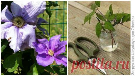 Размножение клематисов летом - зеленое черенкование