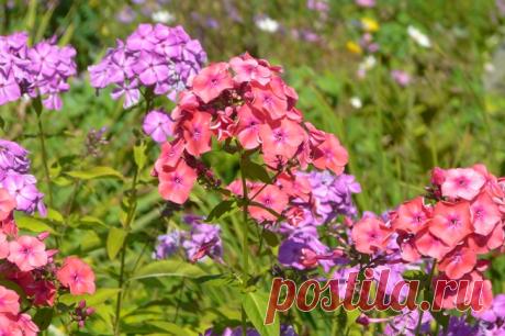 Флоксы