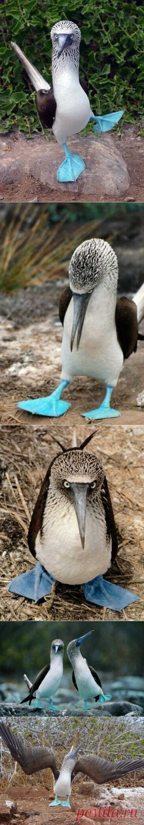 Правила жизни голубоногих олуш