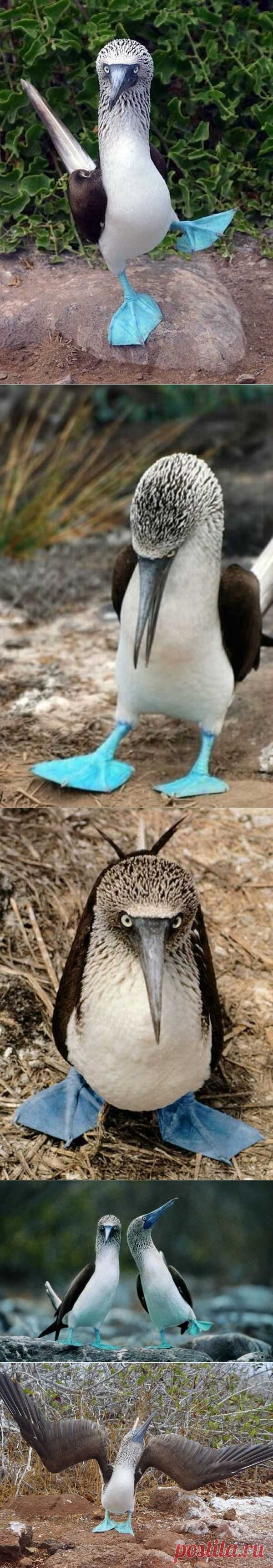 Правила жизни голубоногих олуш