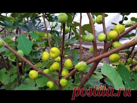 ИНЖИР. СЕВЕР УКРАИНЫ. УРОЖАЙ 2019