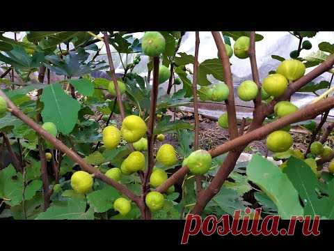 ИНЖИР. СЕВЕР УКРАИНЫ. УРОЖАЙ 2019