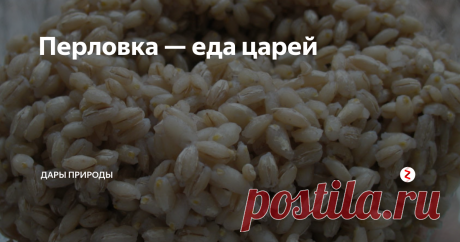 Перловка — еда царей | Дары природы | Яндекс Дзен