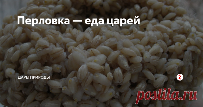 Перловка — еда царей | Дары природы | Яндекс Дзен