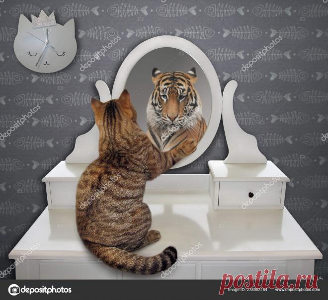 котенок в отражении тигр – Google Поиск