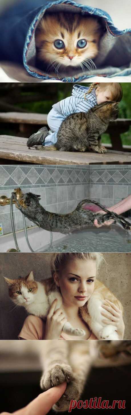 30 способов использования котов в хозяйстве / Питомцы