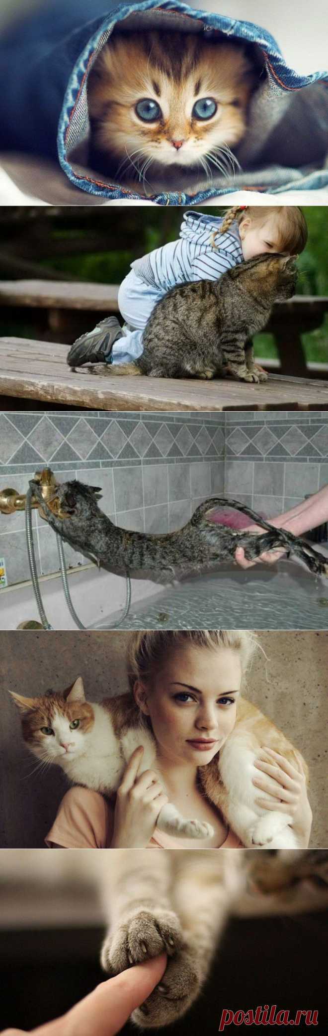 30 способов использования котов в хозяйстве / Питомцы