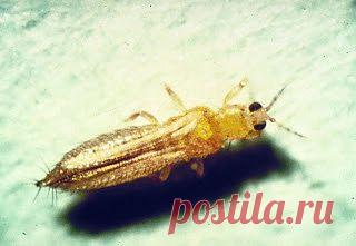 Дача ВИКТОРиЯ: Западный цветочный трипс

Большого вреда вашему домашнему хозяйству он принести не может, но, согласитесь, довольно неприятно, когда у вас небольшая коллекция фиалок, и с приобретением еще одной вы лишаетесь всех растений. Западный цветочный трипс (ЗЦТ) - очень широкий полифаг, он питается на перцах, огурце, луке, томатах, землянике, винограде и других овощных и фруктовых культурах, а также на многочисленных декоративных и цветочных растениях: розах, герберах, хризантемах, цикла