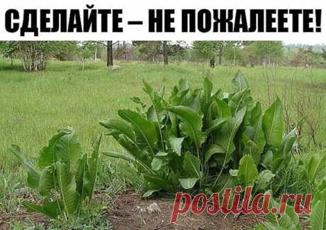 Хрен – единственное растение, способное вытягивать соль через поры кожи.

СДЕЛАЙТЕ – НЕ ПОЖАЛЕЕТЕ!
Избавиться от всей соли, которая накопилась в организме и может привести к солевым болезненным отложениям, помогут листья хрена..

Напоминаю проверенный и безотказный рецепт.

Возьмите свежие крупные листья хрена – 2 шт. Перед сном окуните их с двух сторон кипяток и сразу положите на спину, захватывая шею. Обвяжите тканью. Возможно легкое жжение, но боли нет.

Утром осторожно...