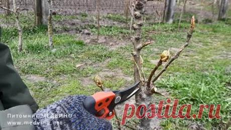 Обрезаем колонновидную грушу