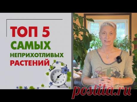 Топ 5 самых неприхотливых растений для дома