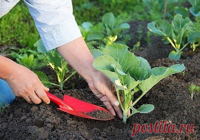 Как выбрать сорта капусты белокочанной
Посевная в самом разгаре, и у дачников дел невпроворот. Все подоконники заставлены разнообразной рассадой, которая дожидается своего часа. Для рассады капусты в домашних условиях не многие огородники могут отыскать местечко. Как же быть? Можно посеять капусту в парник, можно — прямо в грунт, но самое популярное решение — приобрести готовую рассаду. 
Чтобы получить хороший урожай капусты, важно удачно выбрать сорт
Мы уже обсуждали, Как...
