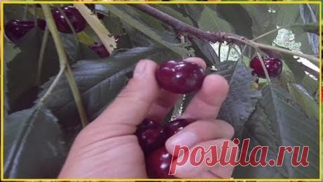 ХОЧЕШЬ БЫТЬ С ЧЕРЕШНЕЙ ДЕЛАЙ ТАК! / СУПЕР УРОЖАЙ ЧЕРЕШНИ / СЕКРЕТЫ ПОДКОРМКИ ЧЕРЕШНИ