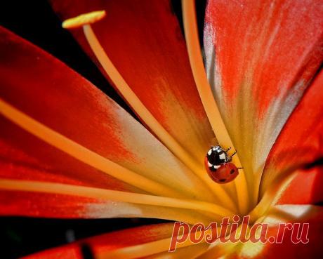 Photo bubamarica na kliviji by Dunja Kolar on 500px | Rene Basurto Quijada приколол(а) это к доске Flores - Flowers | Pinte…