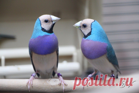Гульдова #амадина / Gouldian #finch (лат. Erythrura gouldiae)
Цветовая мутация впечатляет.

#Фото@birdslovers