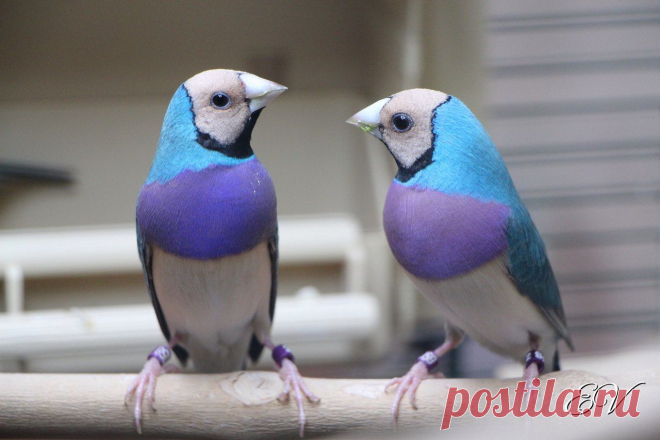 Гульдова #амадина / Gouldian #finch (лат. Erythrura gouldiae)
Цветовая мутация впечатляет.

#Фото@birdslovers