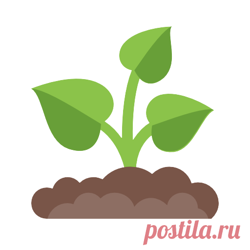 Шелковица в вашем саду.