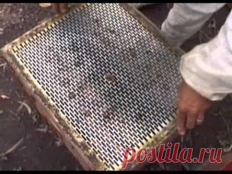 Фильм о выведении маток и получении маточного молочка.